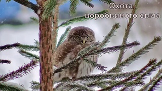 Охота воробьиного сыча