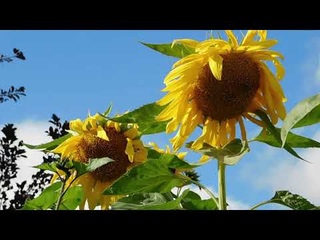 .Enjoykin - Семечки